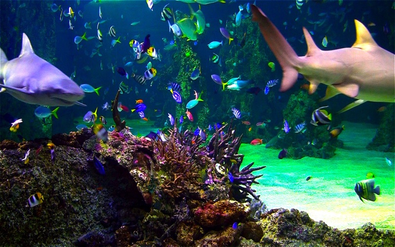 Aquarium Screensaver Mac Free Download
