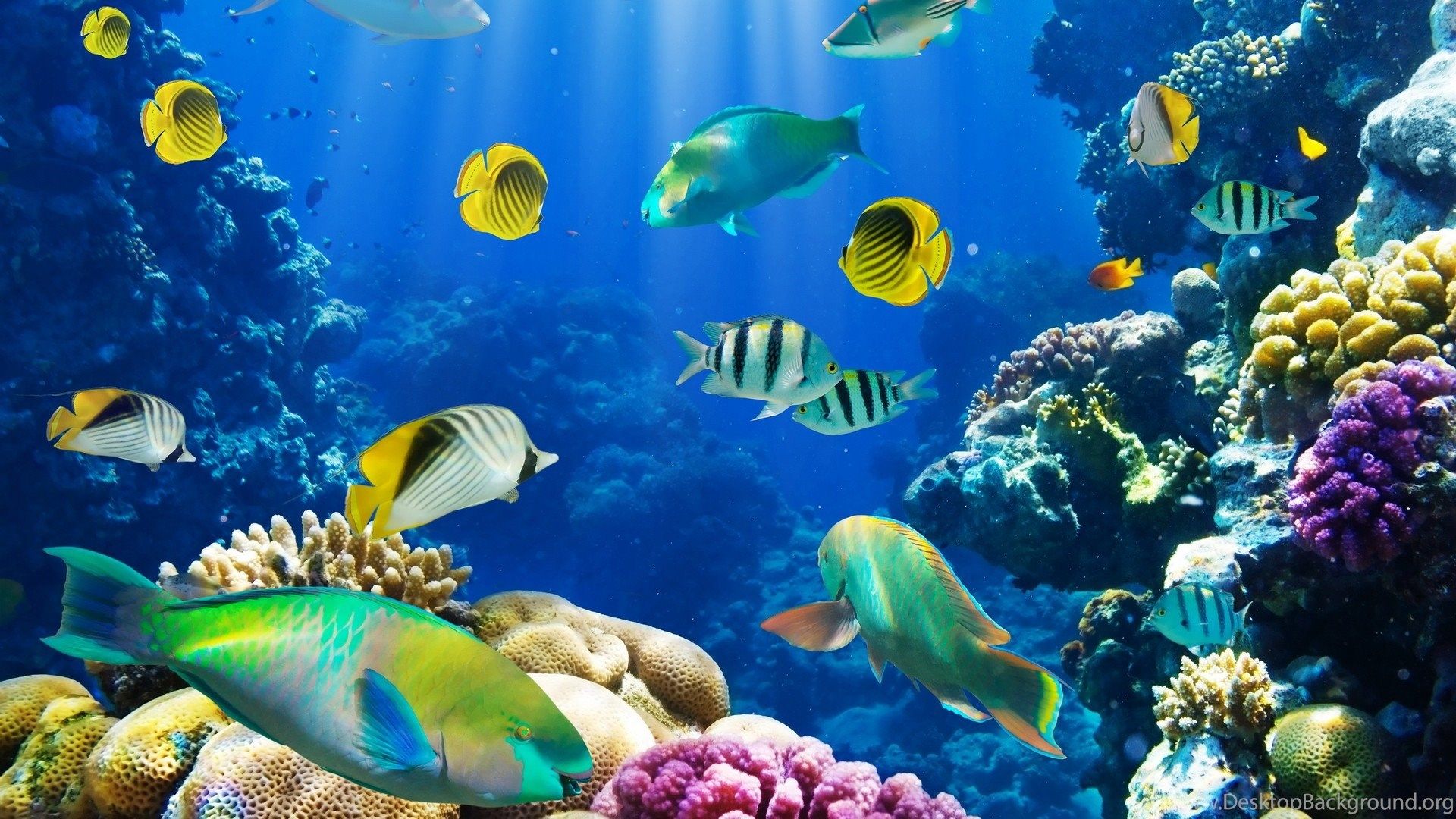 Aquarium screensaver mac free download cnet